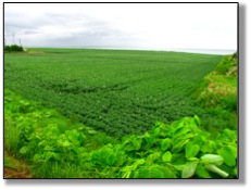 farmland.jpg